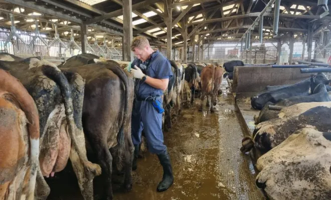 Suivi des bovins, Yerville, Maxime Christophe Vétérinaire