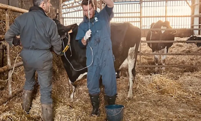 Suivi des bovins, Yerville, Maxime Christophe Vétérinaire