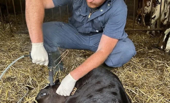 Suivi des bovins, Yerville, Maxime Christophe Vétérinaire